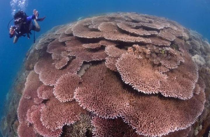 Sapak Bungalow Selong Belanak Eksteriør bilde